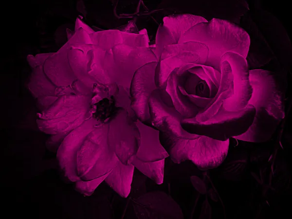 A Damask Cherry Parfait Rose thumbnail