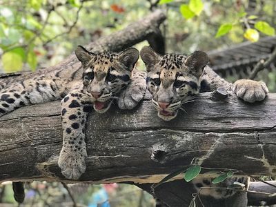 Clouded leopard cubs Jilian and Paitoon made their debut at the Smithsonian's National Zoo in September 2019.
