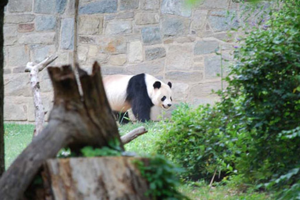 pandas at the Zoo