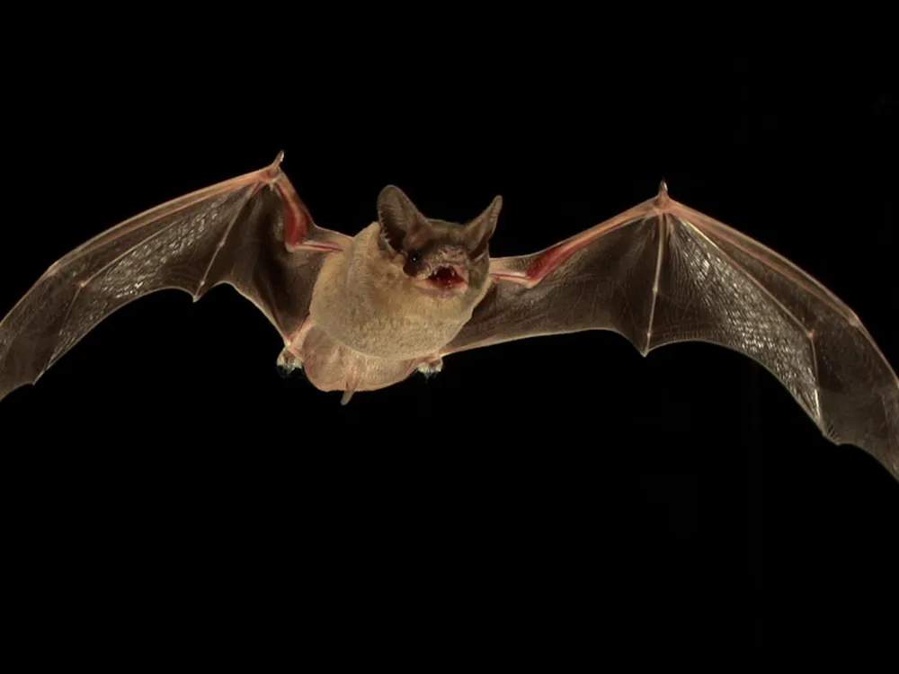 do vampire bats use echolocation