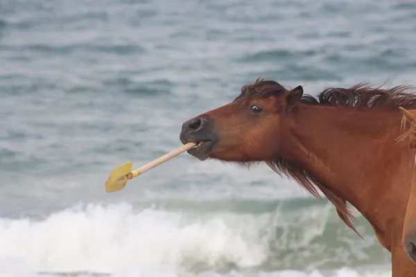 Wild pony picking up shovel on beach at Assateague Island National Seashore. thumbnail