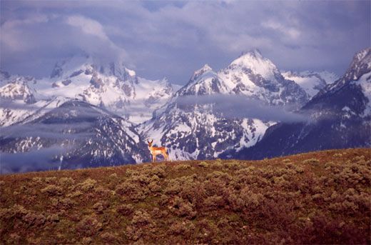 Grand Teton national park where pronghorn herds are becoming scarce