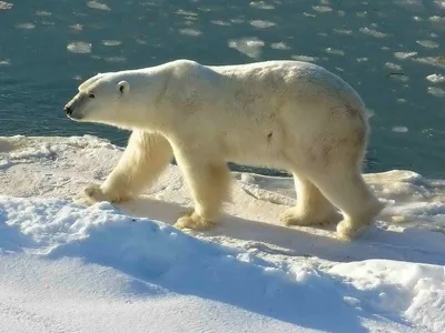 Polar Bear at Cape Churchill (Wapusk National Park, Manitoba, Canada)