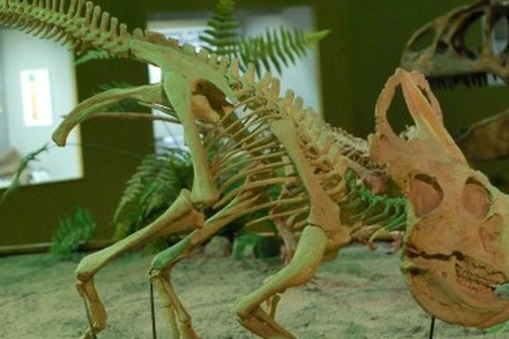 A reconstruction of Protoceratops at the Wyoming Dinosaur Center in Thermopolis, WY
