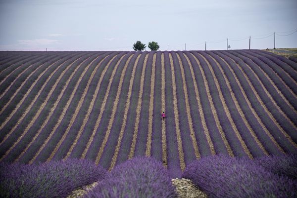 wlking in lavender field thumbnail