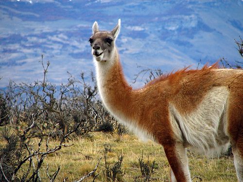 A guanaco in Chile