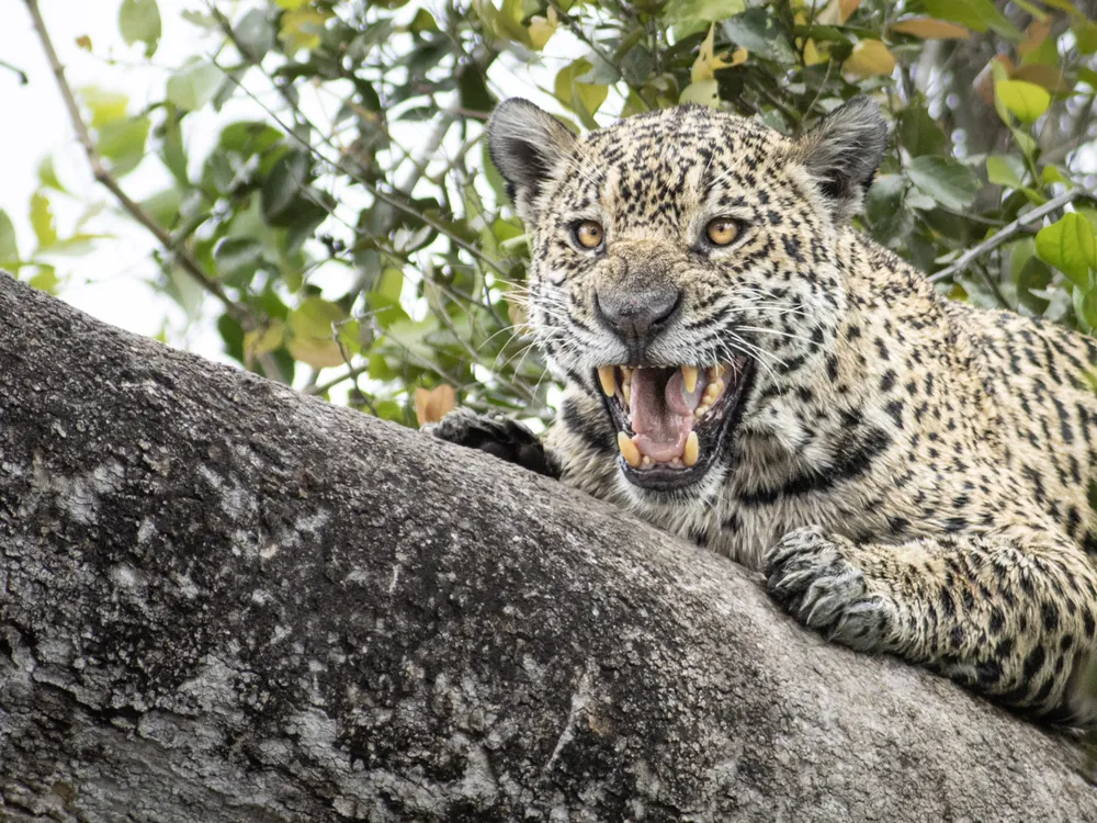 a jaguar lies on a tree branch with its teeth bared