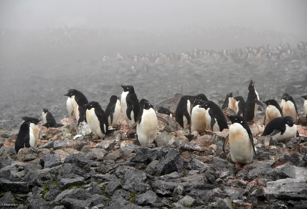 Adélie penguins on Beaufort Island