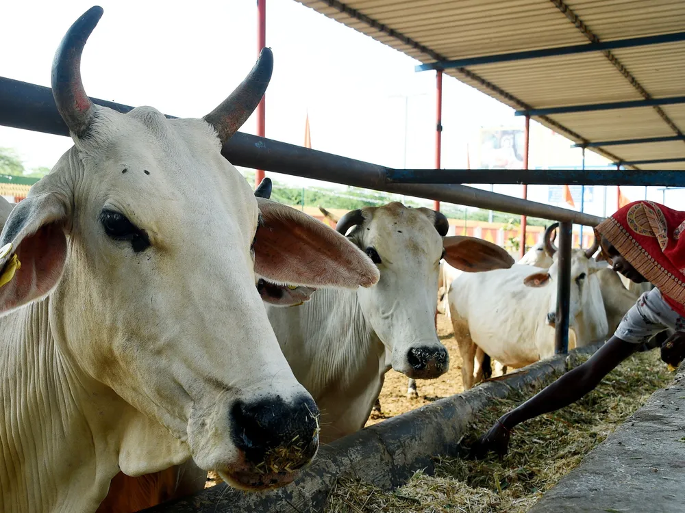 Cows in India