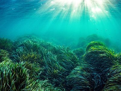Neptune grass