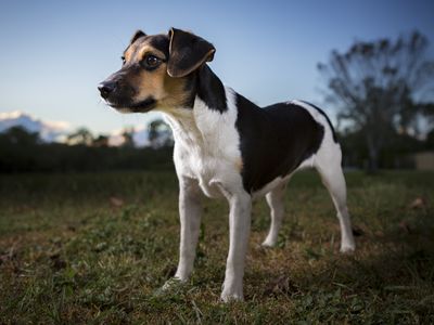 The Danish-Swedish farmdog is now eligible to participate in all the American Kennel Club&#39;s events and competitions.