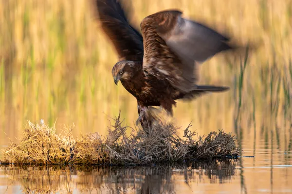 Silence in the shelter: a moment of nature captured from the hideout thumbnail