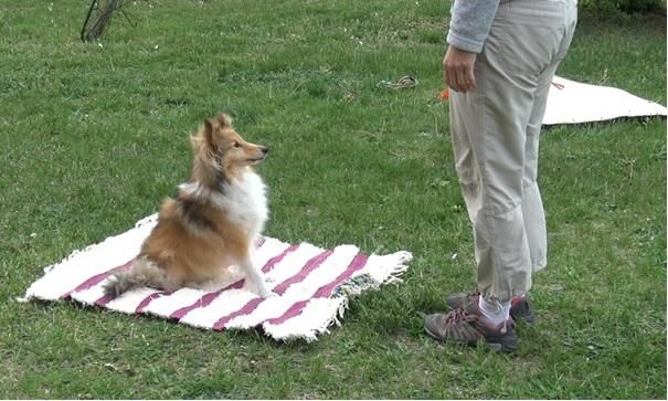 A brown dog with a white chest is shown sitting with its ears perked up on a white and pink stripped mat. A human is standing in front of the dog. The dog is patiently waiting for a command from the human. 