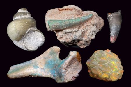 Opalised fossils from Lightning Ridge, N.S.W, Australia. From the collection of the Australian Opal Center.
Clockwise from top left: freshwater snail; plesiosaur tooth;
crocodile tooth; pine cone; pelvis bone of ornithopod
dinosaur. Donated through the Australian Government’s
Cultural Gifts Program by (respectively) Down to Earth
Opals, Timothy Seekamp, Stephen Turner and Michael Poben.
