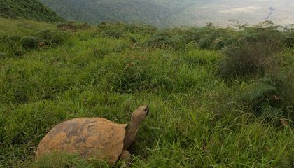 Gal&aacute;pagos Giant Tortoises Are Ecosystem Engineers