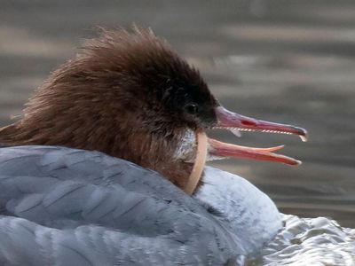 The common merganser appears to have the ring from a plastic bottle stuck around its mouth and neck.