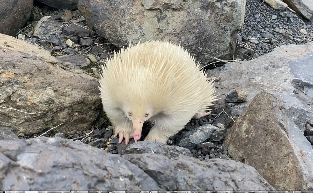 a white echidna with a pink nose amid rocks