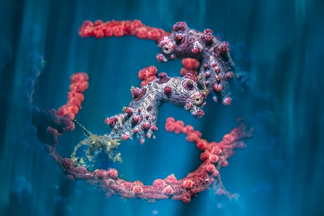 two pink seahorses cling to a round-looking fan coral