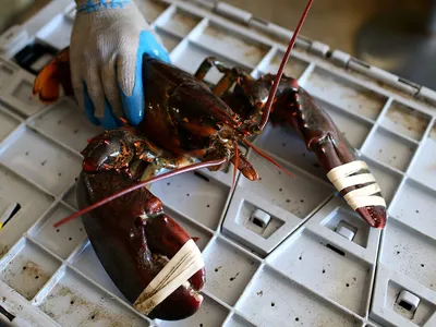 Fishers caught about 108 million pounds of lobster in 2021, valuing a record&nbsp;$725 million at the docks.