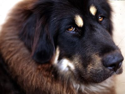 The new rule also bans breeds like the Tibetan Mastiff, pictured here.