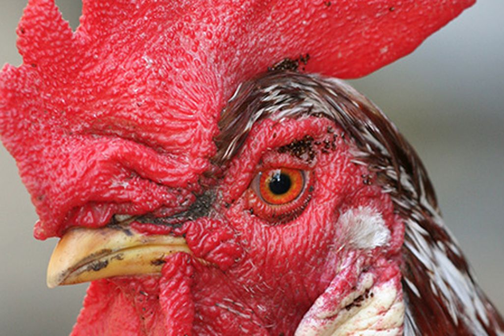 Roosters