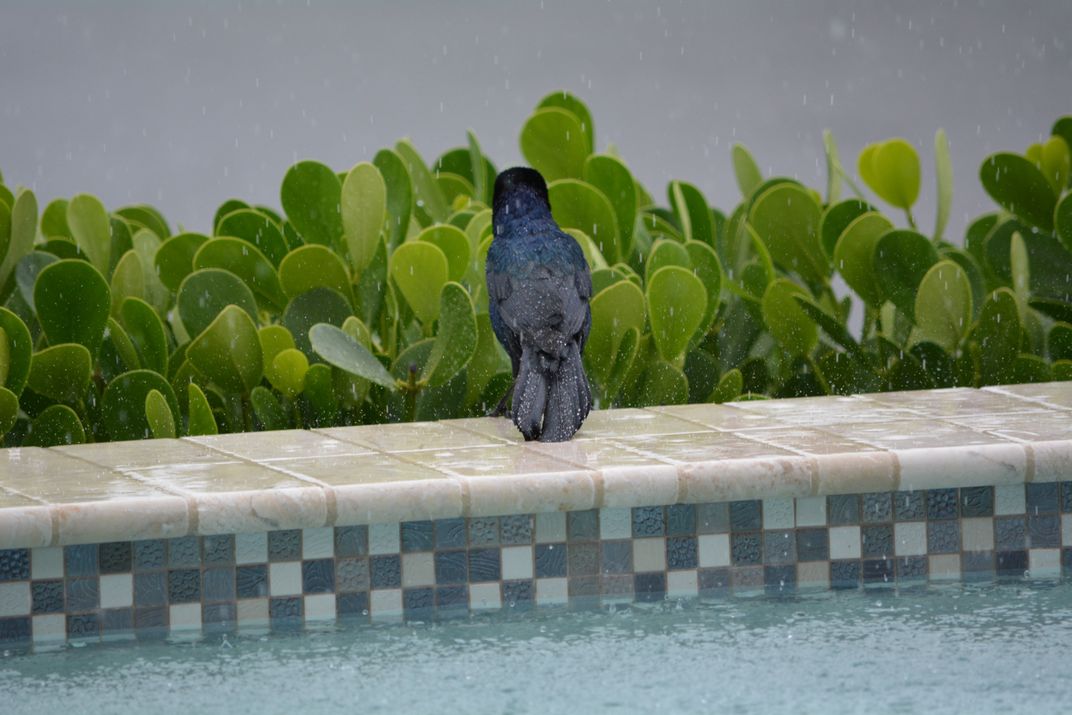 Rainy Day In Naples