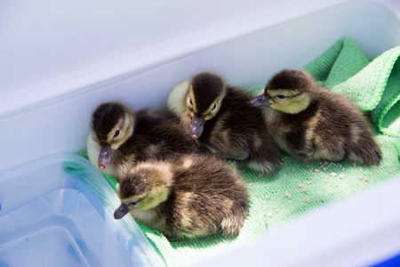 Ducklings that hatched in October were reared in lakeside pens, then transferred to the floating aviaries in early December.