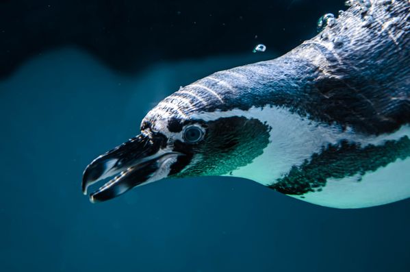 penguin diving underwater thumbnail