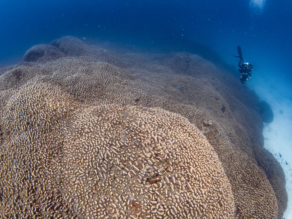 Huge brown blob with scuba diver swimming nearby