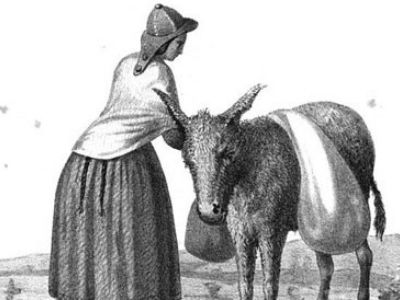 A Bolivian donkey of the 1850s. From Herndon and Gibbon, Exploration of the Valley of the Amazon (1854).
