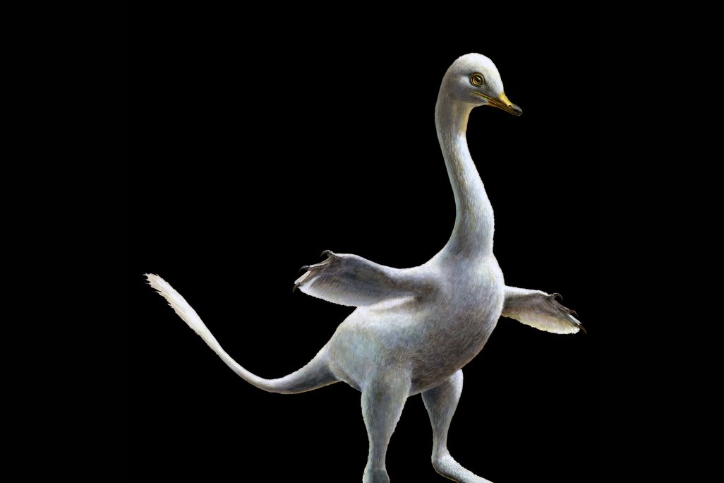 dino duck