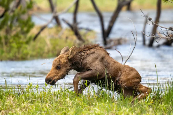 Moose calf fell into the river thumbnail