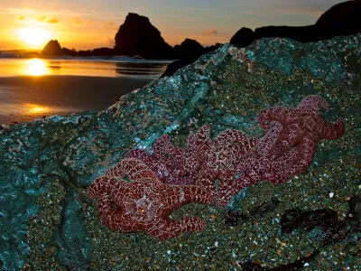 In the late 1960s, Bob Paine described the&nbsp;Pisaster&nbsp;sea star as a &ldquo;keystone species&rdquo; in Pacific Northwest tide pools. The concept has since taken on a life of its own.