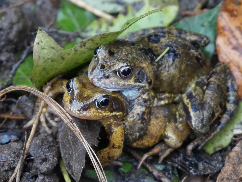 Frogs Hugging Smithsonian Photo Contest Smithsonian Magazine