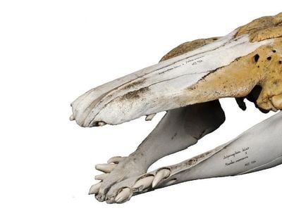 The narwhal-beluga hybrid skull. 
