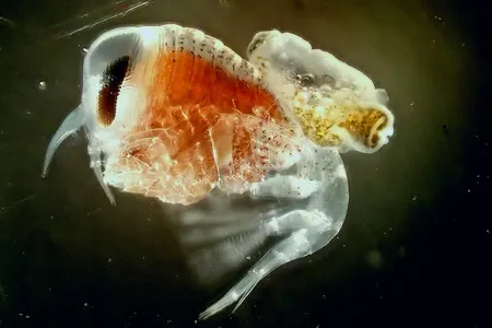 An amphipod with its victim clamped on its back.