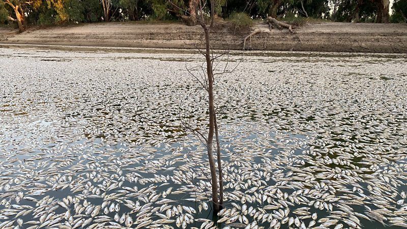 Millions of Dead Fish Are Rotting in an Australian River