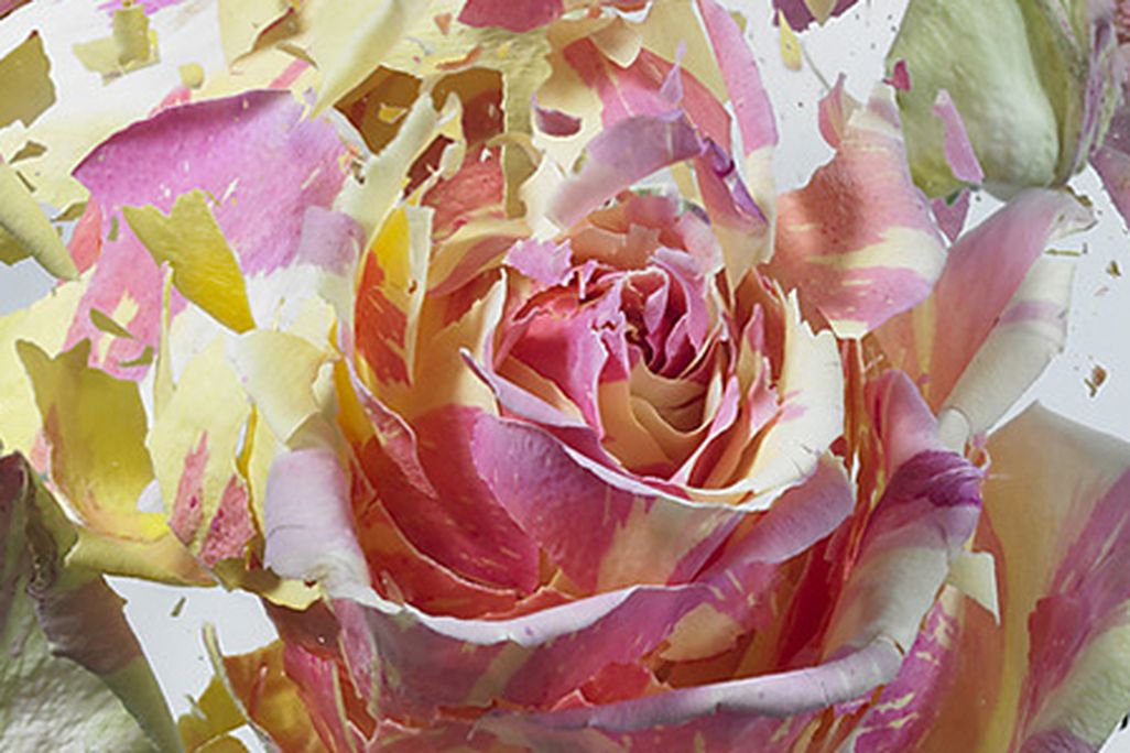 Collage-Frozen-Flowers