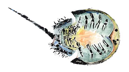 Horseshoe crab