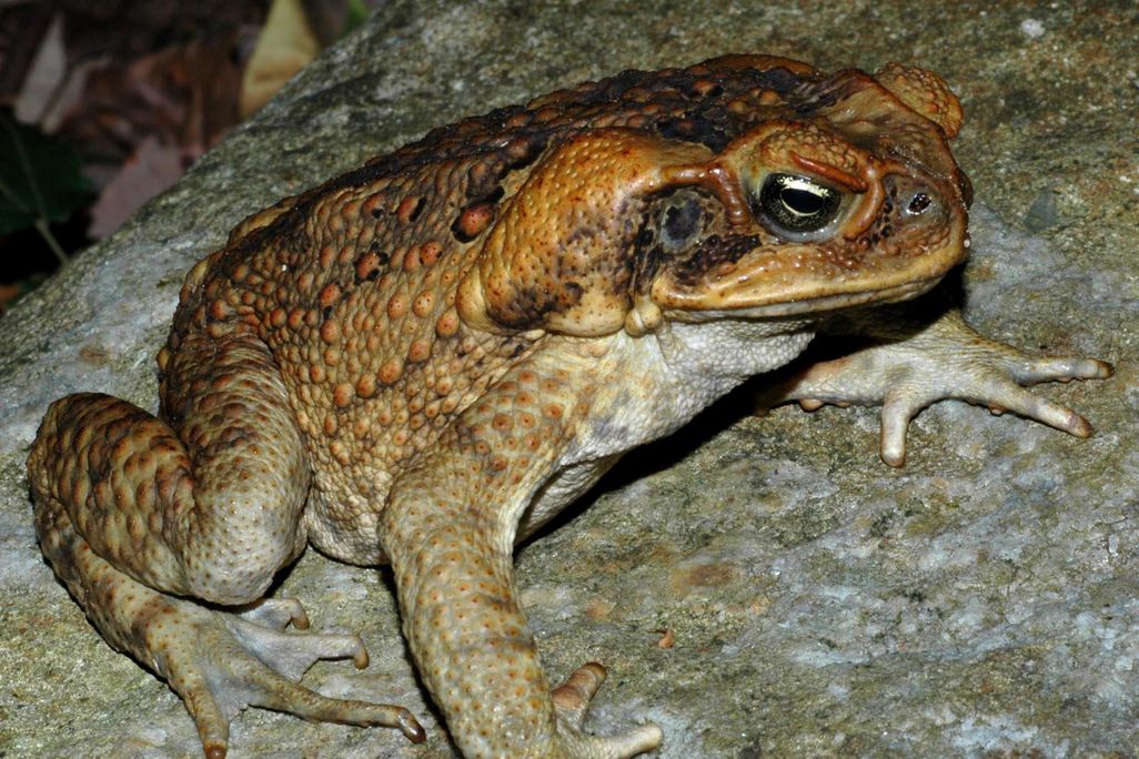 An image of a cane toad. The amphibian is a light burnt sienna color and has warts on its skin. 