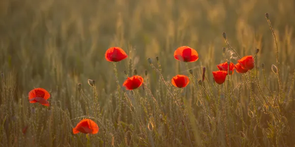 Poppies in Backlight thumbnail
