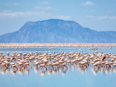 Lesser flamingos feed on Lake Natron with Shompole Volcano in the background.
