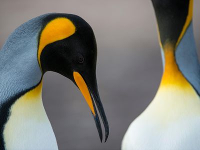 Photographer Neil Ever Osborne photographed king penguins in the Falkland Islands at the height of breeding season.