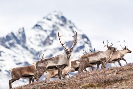Caribou herd mountain crossing in Alaska Range.