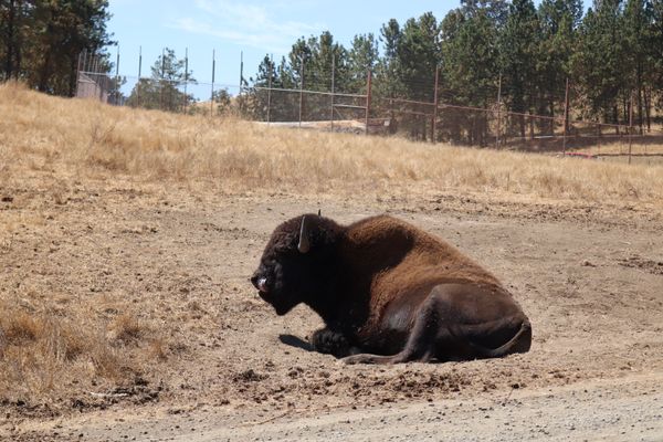 Lounging Bison thumbnail