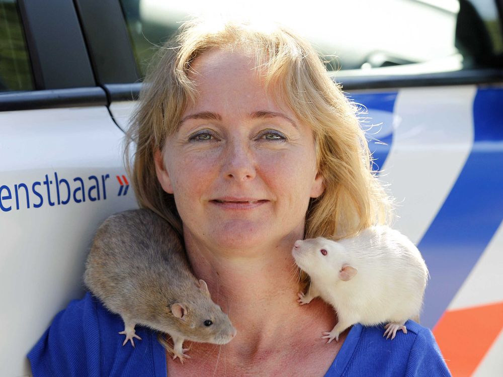 Police rats