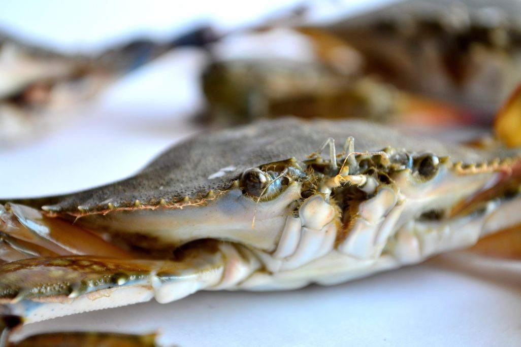 A brown crab similar to those eaten by Neanderthals