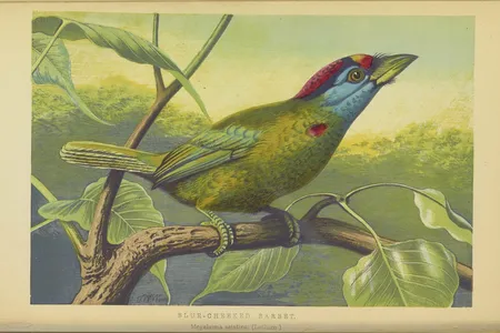 The blue-throated barbet, illustrated here in 1871, is native to southern Asia.