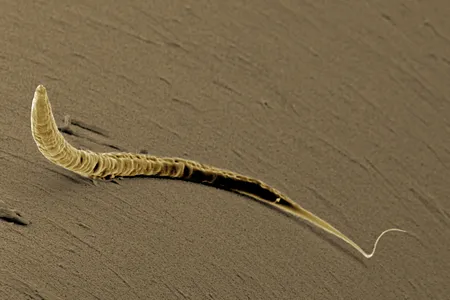 This worm is sober. 