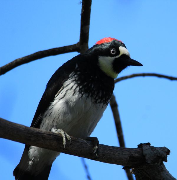 Acorn woodpecker in a oak tree in Northern California thumbnail